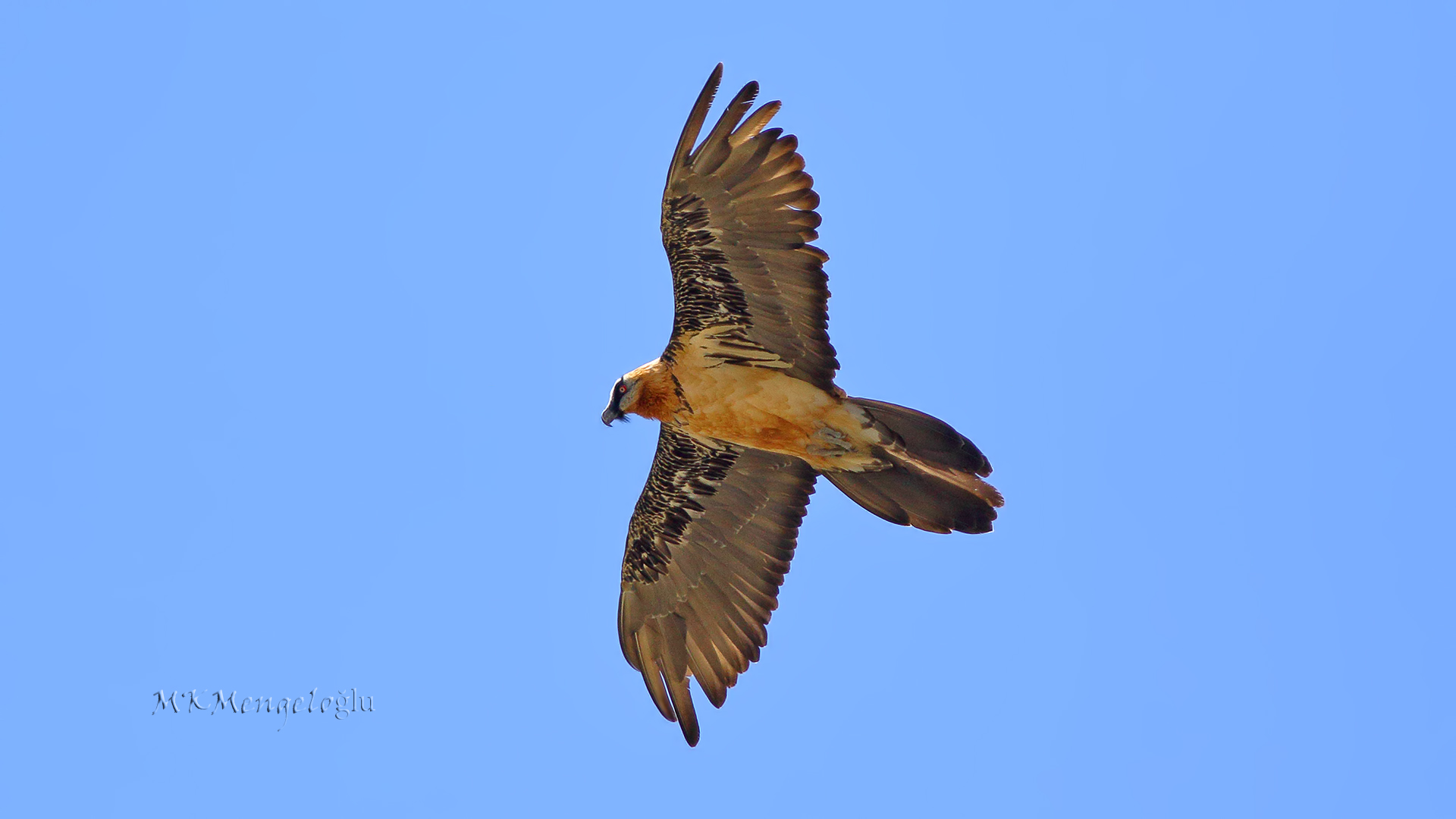 Bearded Vulture